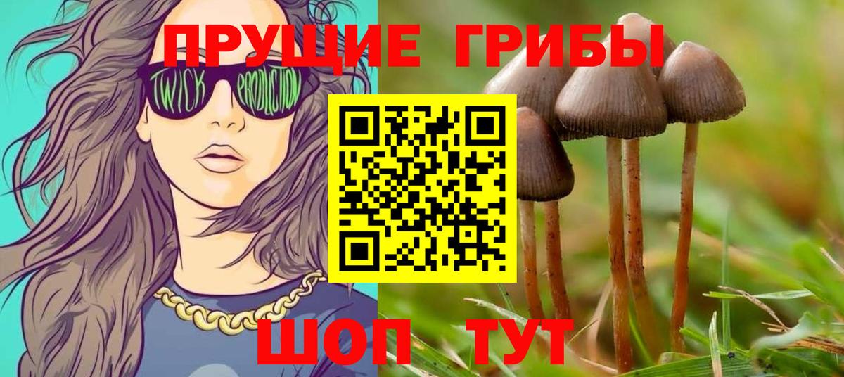 Псилоцибиновые грибы Psilocybe Холмск